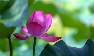 刚栽种荷花应注意什么 种植荷花的基本步骤