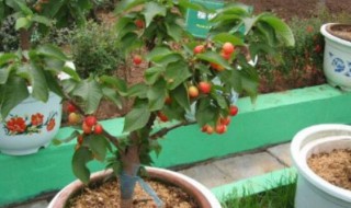 樱桃树苗盆栽种植的注意事项（盆栽樱桃树的养殖方法和注意事项）