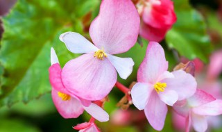 凤仙花什么时候种 凤仙花什么时候种植