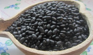 黑豆怎么种小盆栽 花盆种黑豆