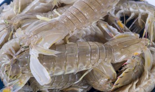 皮皮虾怎么晒干 晒干的皮皮虾怎么做好吃