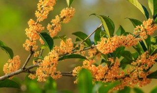 晒干的桂花怎么保存（晒干的桂花怎么保存?）