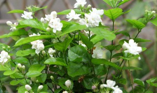 适合室内养有香味的花 有香味的花适合室内养花