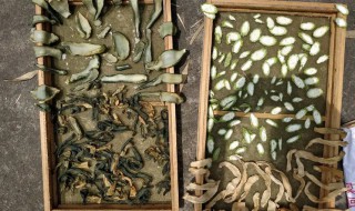 菜瓜晒干了怎么做好吃 菜瓜干怎么晒呢