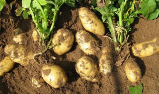 秋季土豆什么时候播种 土豆几月份播种