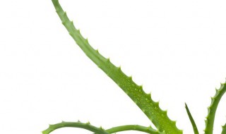 龙爪芦荟的栽培方法 龙爪芦荟种植
