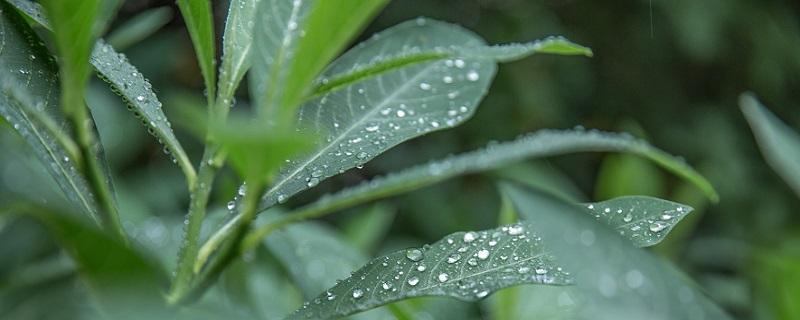 清明时节雨纷纷全诗（唐诗三百首清明时节雨纷纷全诗）