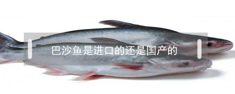 巴沙鱼是进口的还是国产的 巴沙鱼国产和进口的有啥区别