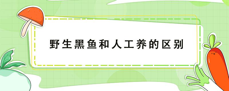 野生黑鱼和人工养的区别（野生黑鱼跟养殖的区别）