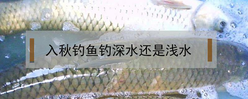 入秋钓鱼钓深水还是浅水 秋季钓鱼在深水还是浅水