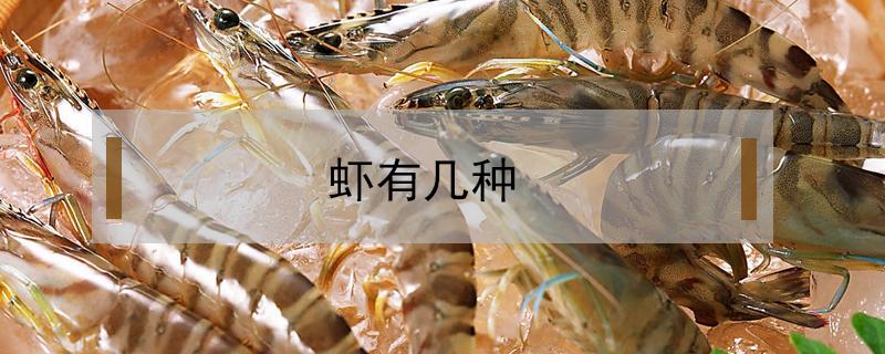 虾有几种（虾有几种吃法）