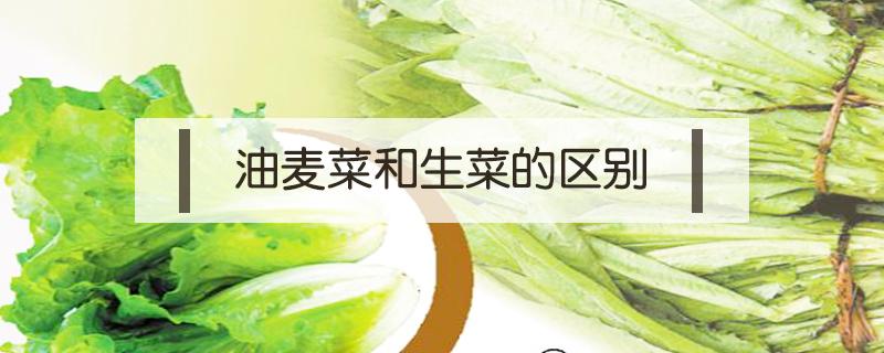 油麦菜和生菜的区别 油麦菜和生菜的区别有图片