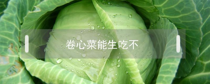 卷心菜能生吃不（卷心菜能否生吃）