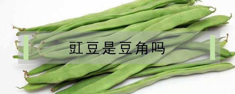 豇豆是豆角吗（豇豆是豇豆角吗）