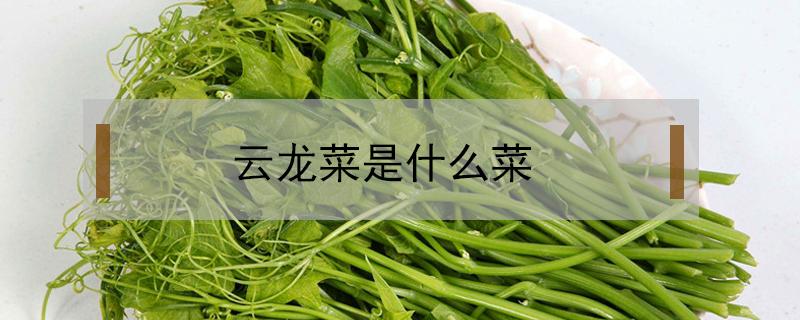 云龙菜是什么菜（云龙菜是什么菜?）