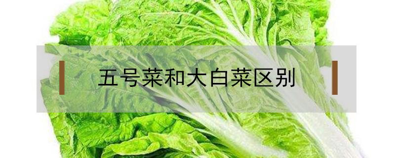 五号菜和大白菜区别 5号白菜和7号白菜区别