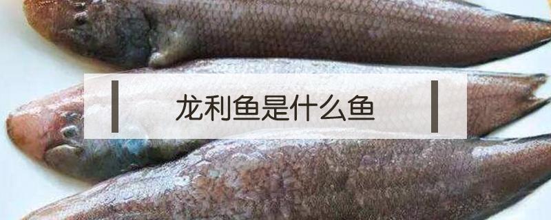 龙利鱼是什么鱼（深海龙利鱼是什么鱼）