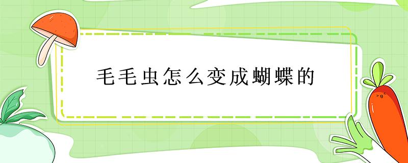 毛毛虫怎么变成蝴蝶的（毛毛虫怎么变成蝴蝶的过程）