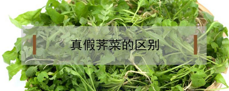 真假荠菜的区别（怎样辨别真假荠菜）