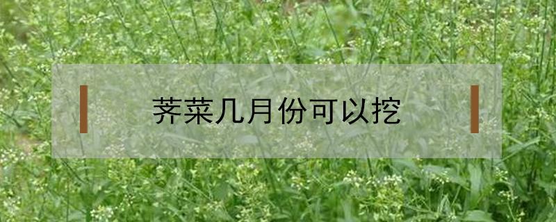 荠菜几月份可以挖 荠菜春天几月能挖