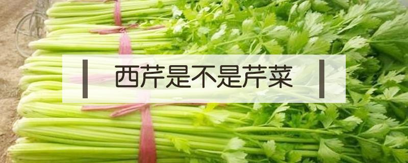 西芹是不是芹菜