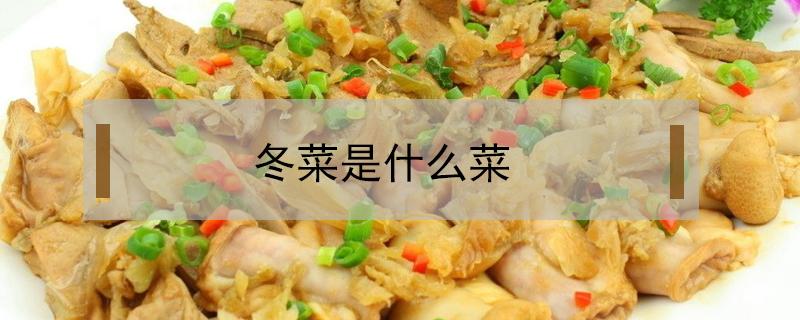 冬菜是什么菜（潮汕冬菜是什么菜）