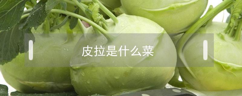 皮拉是什么菜（皮拉是什么菜怎么炒）