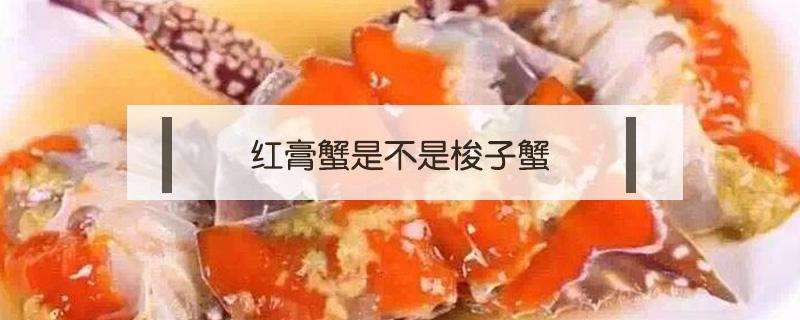 红膏蟹是不是梭子蟹 梭子蟹 红膏蟹 区别