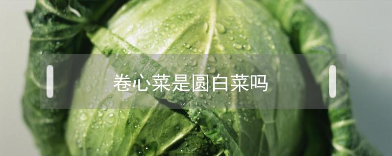 卷心菜是圆白菜吗（卷心菜和圆白菜有什么区别）