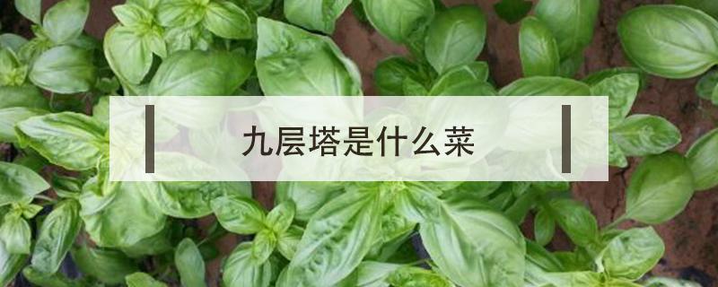 九层塔是什么菜（泰国九层塔是什么菜）