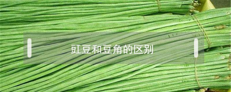 豇豆和豆角的区别（四季豆）