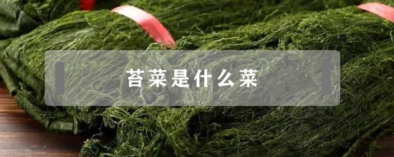 苔菜是什么菜（苔菜是什么菜做的）