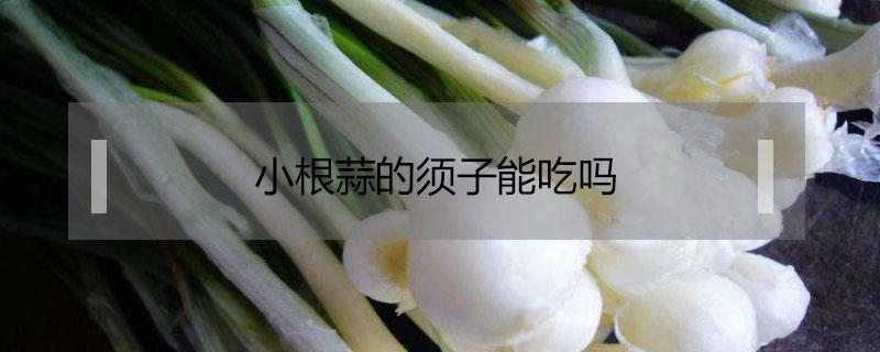 小根蒜的须子能吃吗（蒜根部长须子能不能吃）