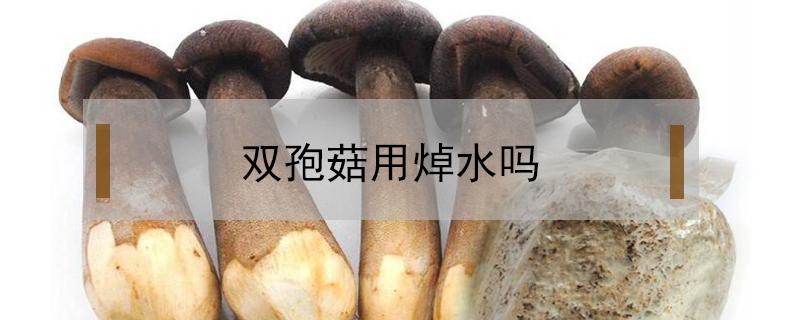 双孢菇用焯水吗 双孢菇要焯水吗