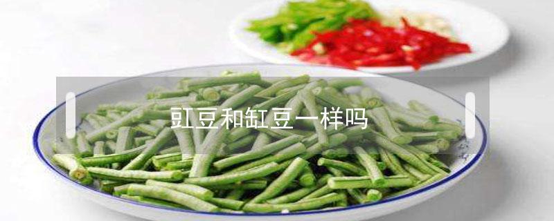 豇豆和缸豆一样吗 缸豆为什么叫缸豆