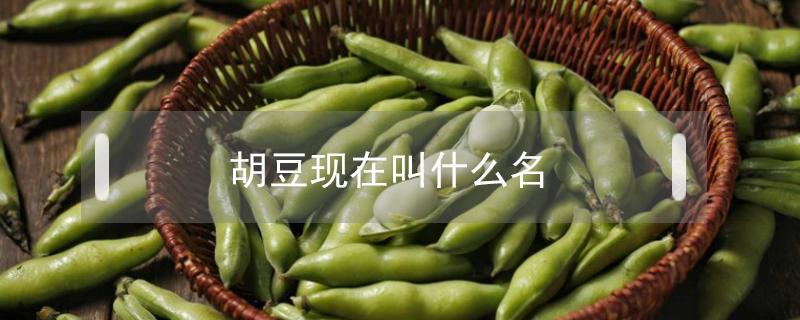 胡豆现在叫什么名 胡豆的今名叫什么