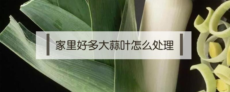 家里好多大蒜叶怎么处理（大蒜叶能杀菌吗）