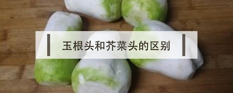 玉根头和芥菜头的区别 玉根头是什么菜