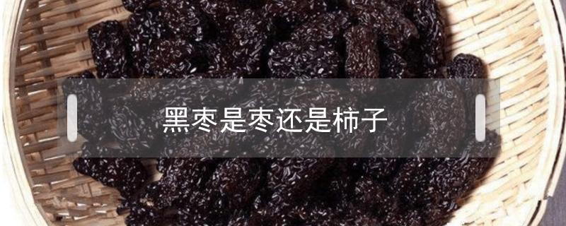 黑枣是枣还是柿子 黑枣和柿子一样吗