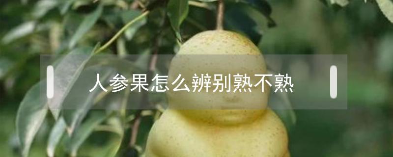 人参果怎么辨别熟不熟(人参果怎么看熟不熟)