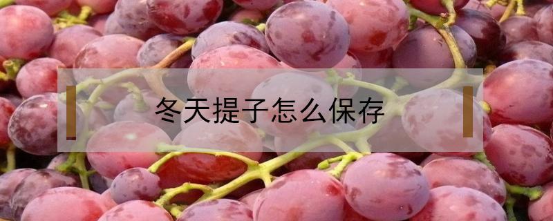 冬天提子怎么保存（提子的保鲜储存方法）