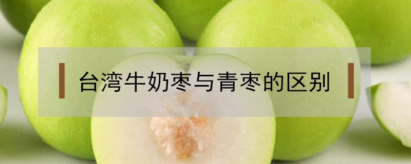台湾牛奶枣与青枣的区别