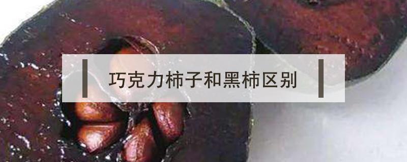 巧克力柿子和黑柿区别 巧克柿子和脆柿区别