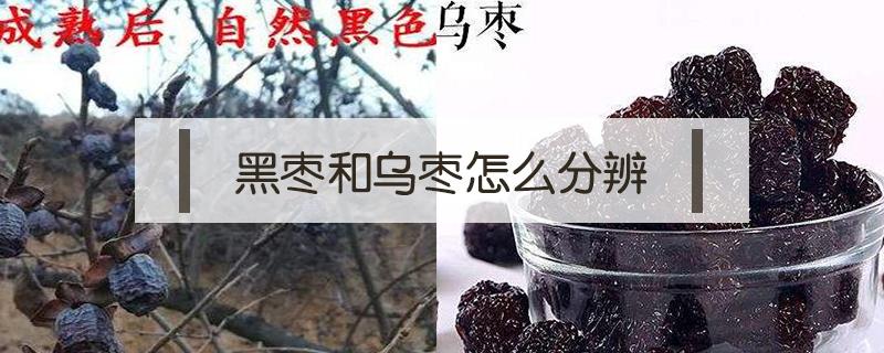 黑枣和乌枣怎么分辨（黑枣和乌枣怎样区分）