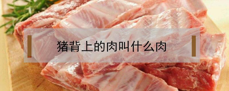 猪背上的肉叫什么肉