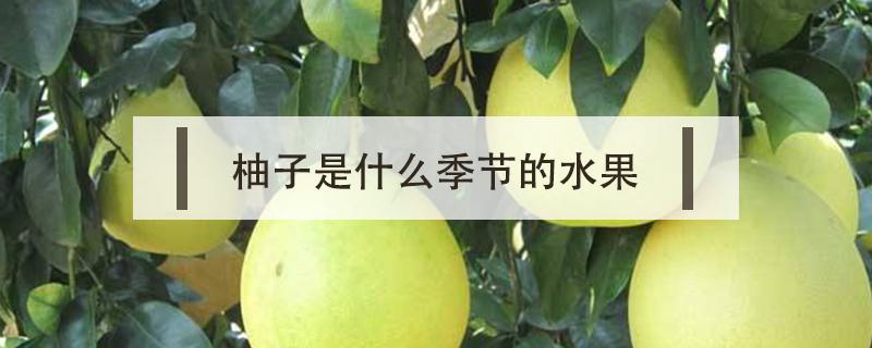 柚子是什么季节的水果