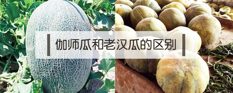 伽师瓜和老汉瓜的区别