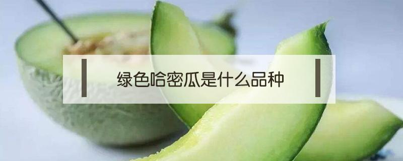 绿色哈密瓜是什么品种 绿色的哈密瓜是什么品种