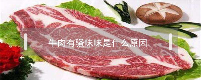 牛肉有骚味味是什么原因 牛肉有骚味是怎么回事