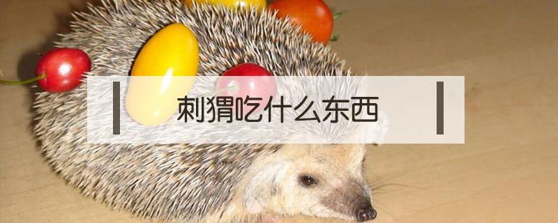 刺猬吃什么东西